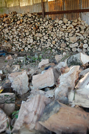 Piles of cut firewood seasoning
