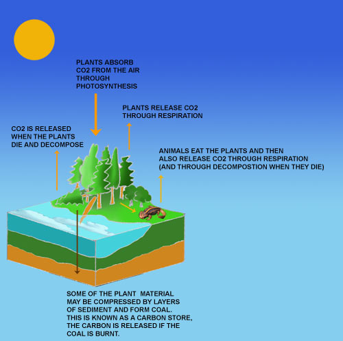 When we burn coal (or other fossil fuels) we release this carbon back in the 