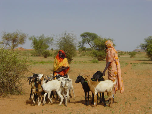 Kids for kids darfur charity new goats loaned to families