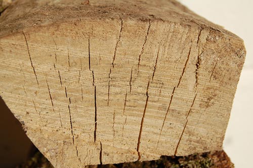 cracks in the endgrain of a seasoned log of firewood
