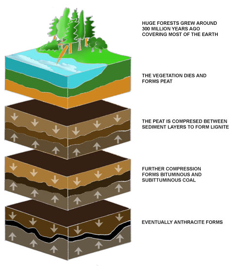 coal formation