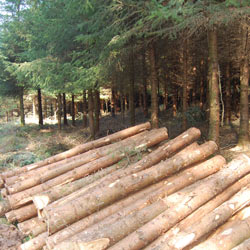 coombe farm timber uk