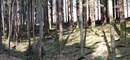 Coombe farm woods uk