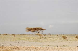 Displaced people in Darfur search for firewood