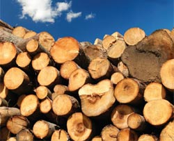 Wood logs seasoning in a pile